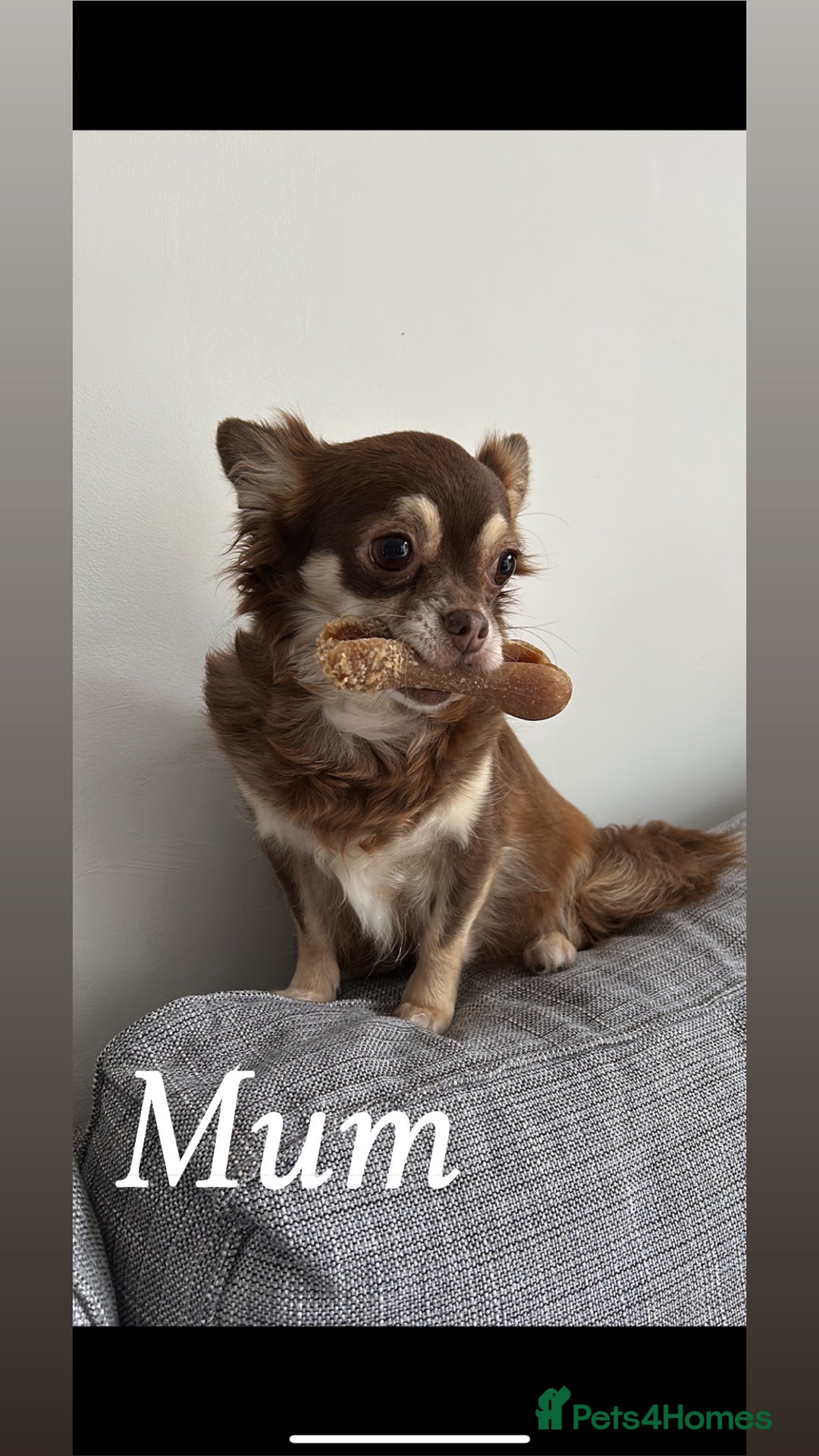 Pomchi dogs for sale: Beautiful fluffy pomchi puppies  - Image 25