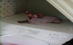 Sphynx cats for sale: Female sphynx - Image 1