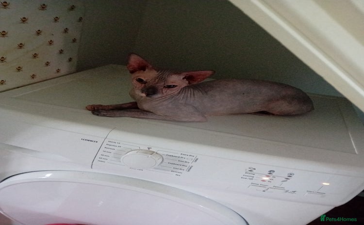 Sphynx cats - Advert 4