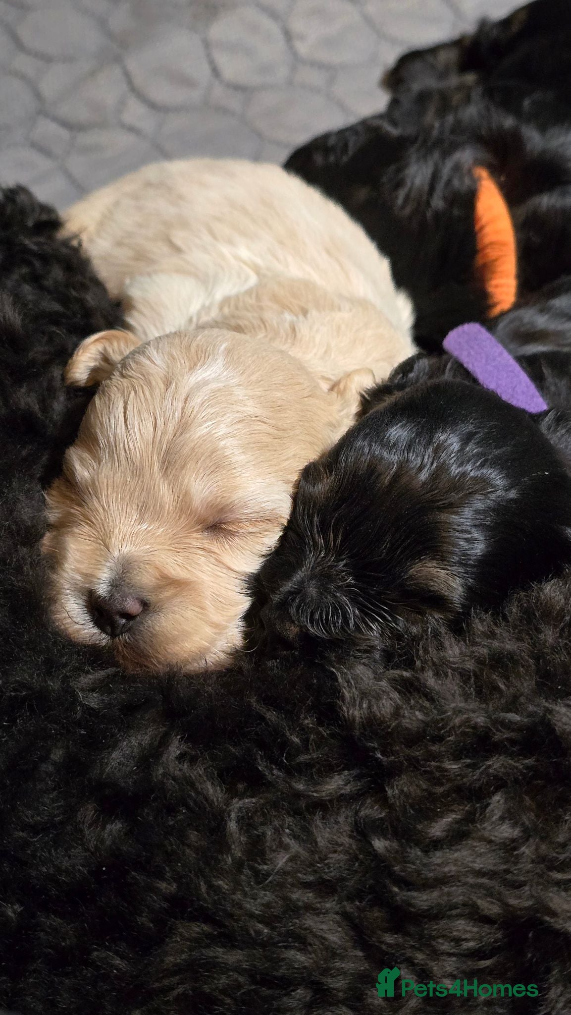 Maltipoo dogs Rare color F1 maltipoo female 5⭐️council licensed - Advert 14