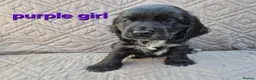 Cocker Spaniel dogs for sale: Gorgeous show cocker spaniel puppies  - Advert 3
