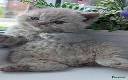 British Shorthair cats for sale: Best quality Gccf registered lilac kittens  - Image 2