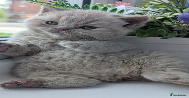 British Shorthair cats - Advert 2