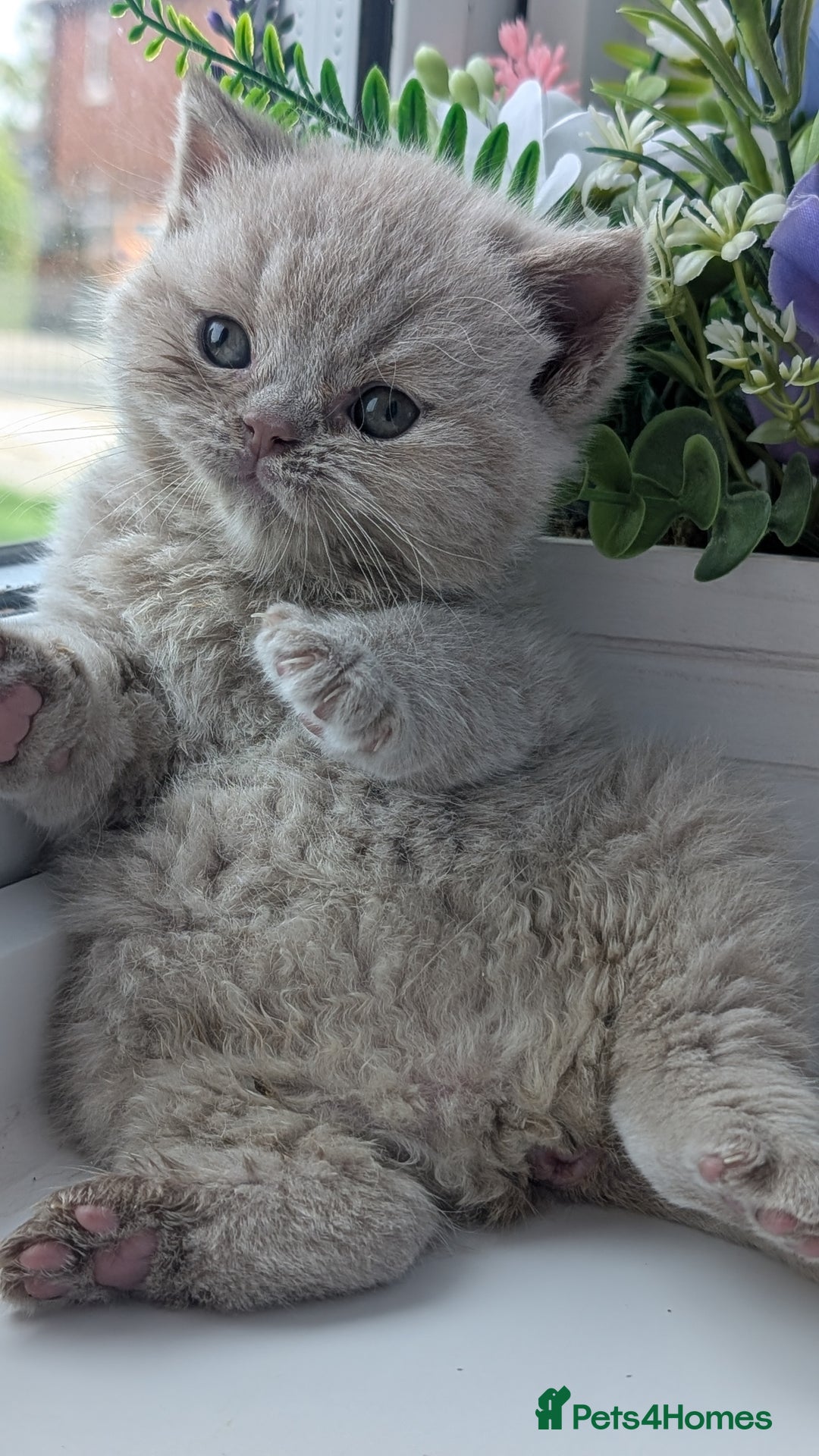 British Shorthair cats for sale: Best quality Gccf registered lilac kittens  - Image 2