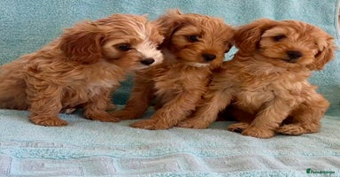Cavapoo dogs - Advert 12