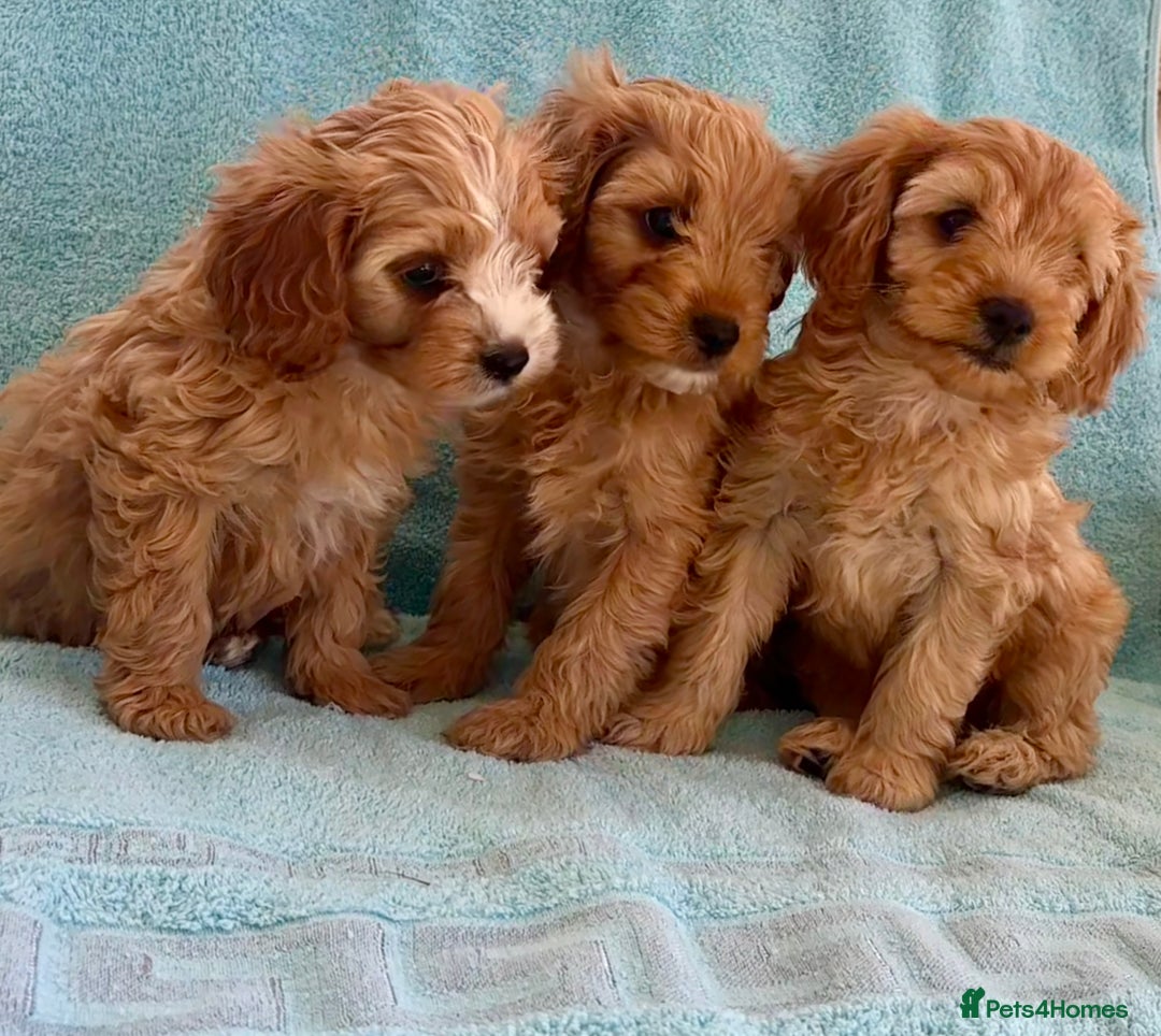 Cavapoo dogs for sale: Beautiful cavapoo puppies  - Image 2