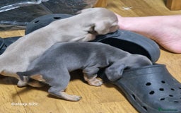 Dachshund dogs for sale: Dachshund puppies  in Driffield - Image 3
