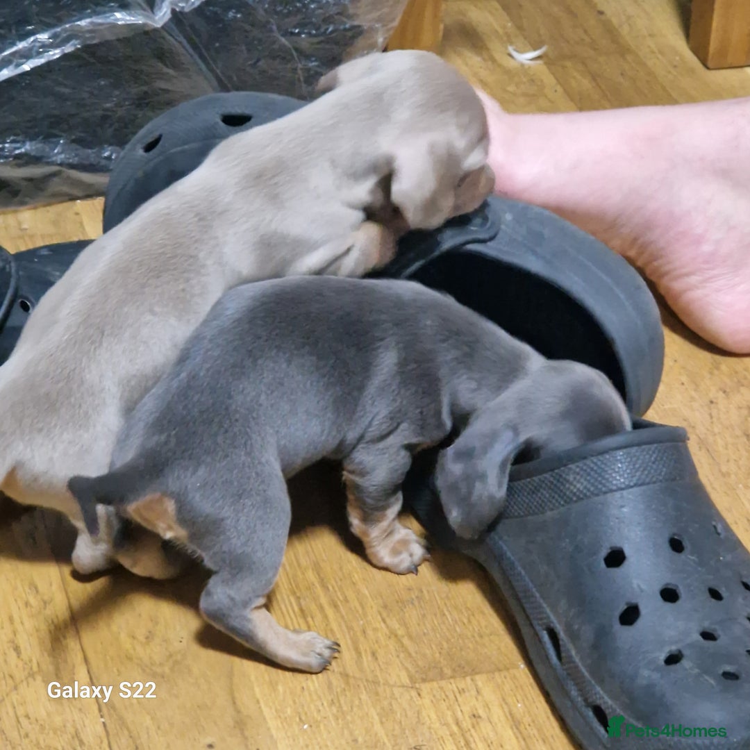 Dachshund dogs for sale: Dachshund puppies  in Driffield - Image 3