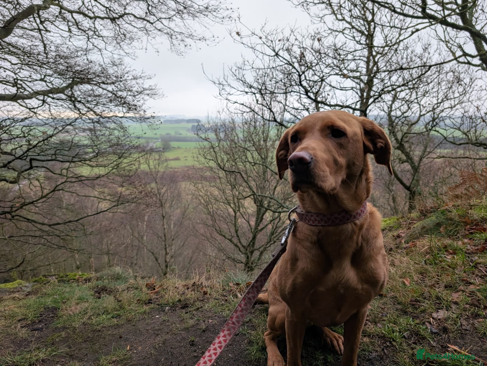 Labrador Retriever dogs KC Registered fox red labrador  - Advert 1