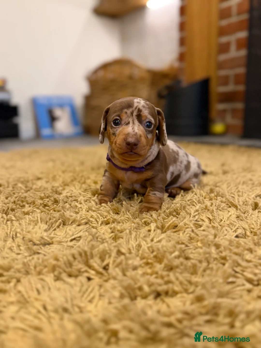 Miniature Dachshund dogs for sale: KC Miniature Dachshund puppies for sale  in Colchester - Advert 14