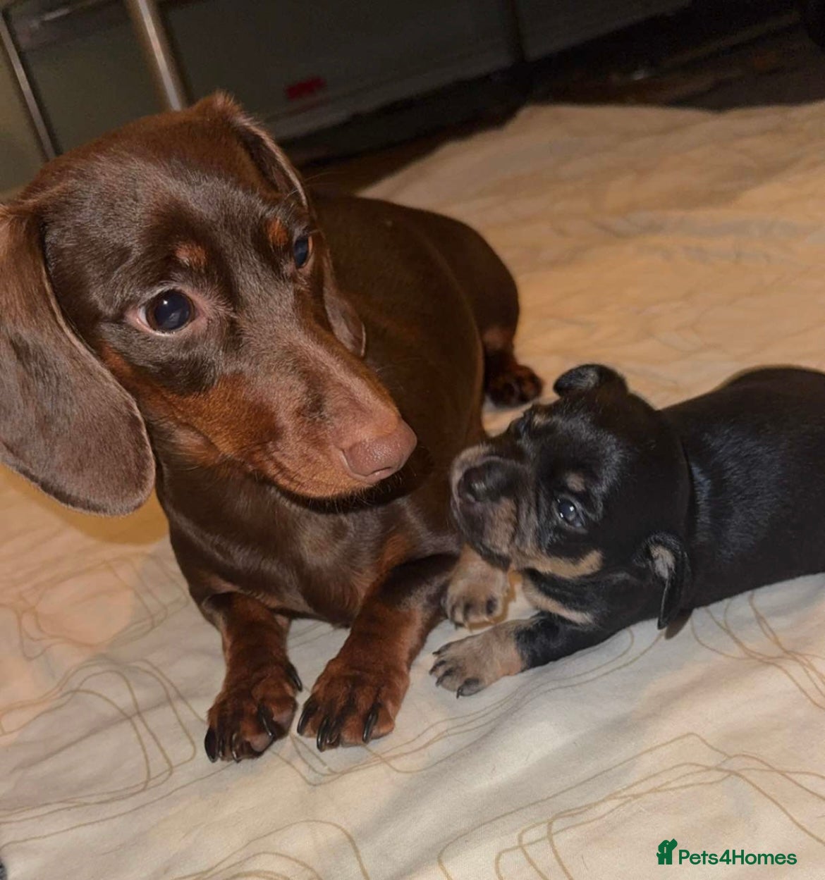 Mixed Breed dogs Dameranian Puppies  - Advert 14