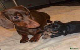 Mixed Breed dogs for sale: Dameranian Puppies  - Advert 1