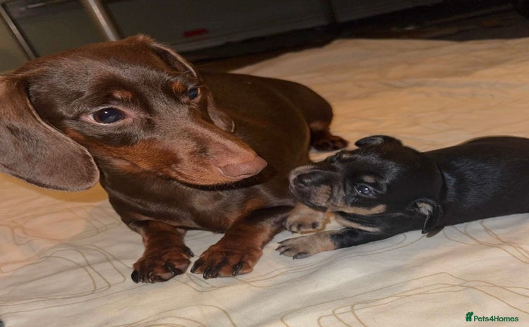 Mixed Breed dogs Dameranian Puppies  - Advert 1