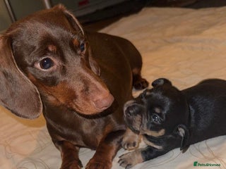 Mixed Breed dogs Dameranian Puppies - Advert 15