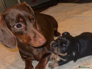 Mixed Breed dogs Dameranian Puppies - Advert 11