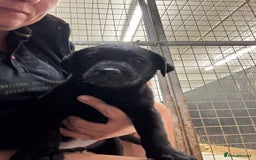 Labrador Retriever dogs for sale: Outstanding Labrador puppies  - Image 2