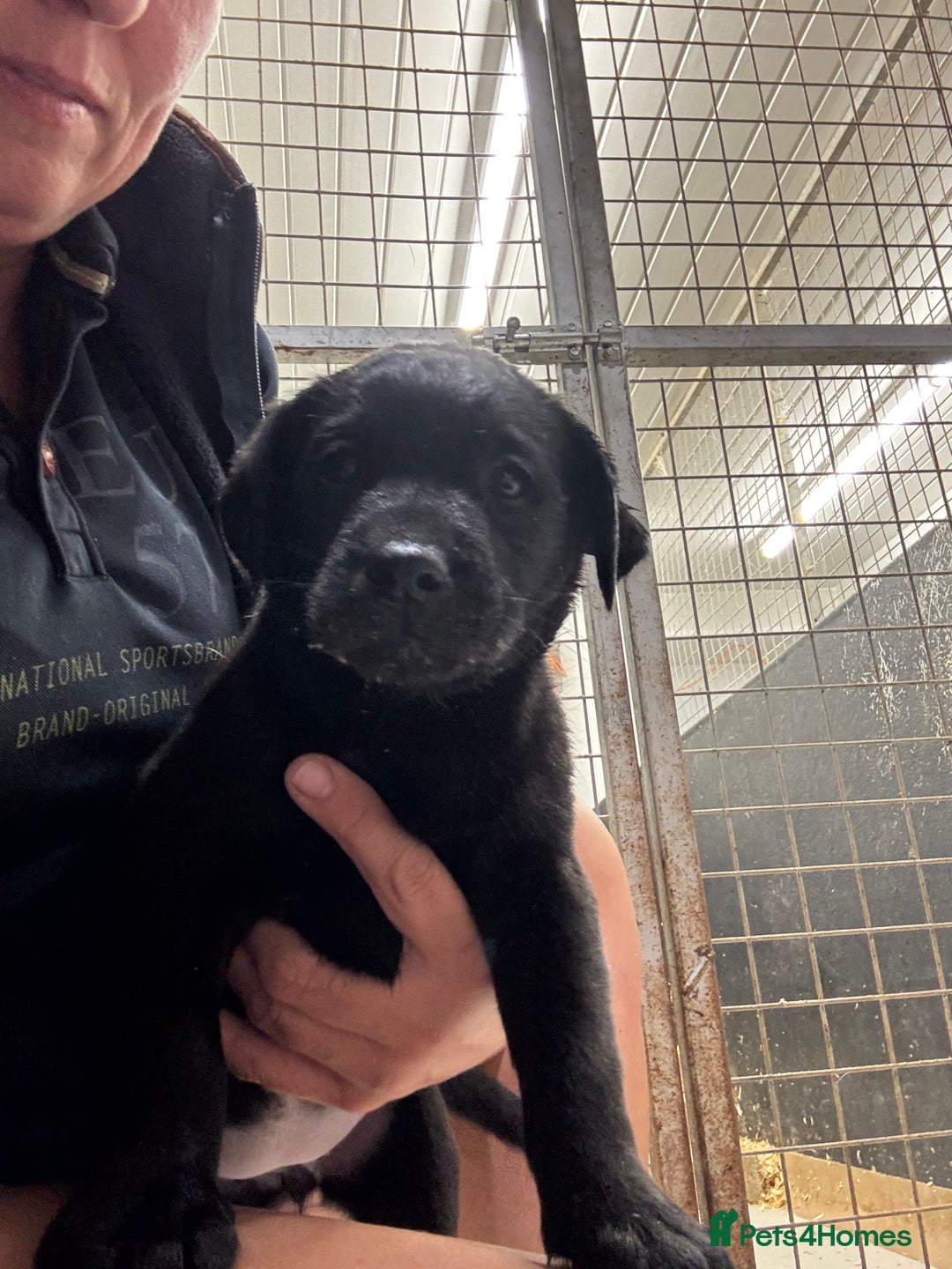 Labrador Retriever dogs for sale: Outstanding Labrador puppies  - Image 2