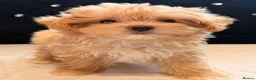 Maltipoo dogs for sale: Little Maltipoo F1 puppies❤️ - Advert 12
