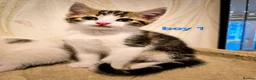 Mixed Breed cats for sale: 8 Adorable Kittens Looking for Their New Homes - Advert 17