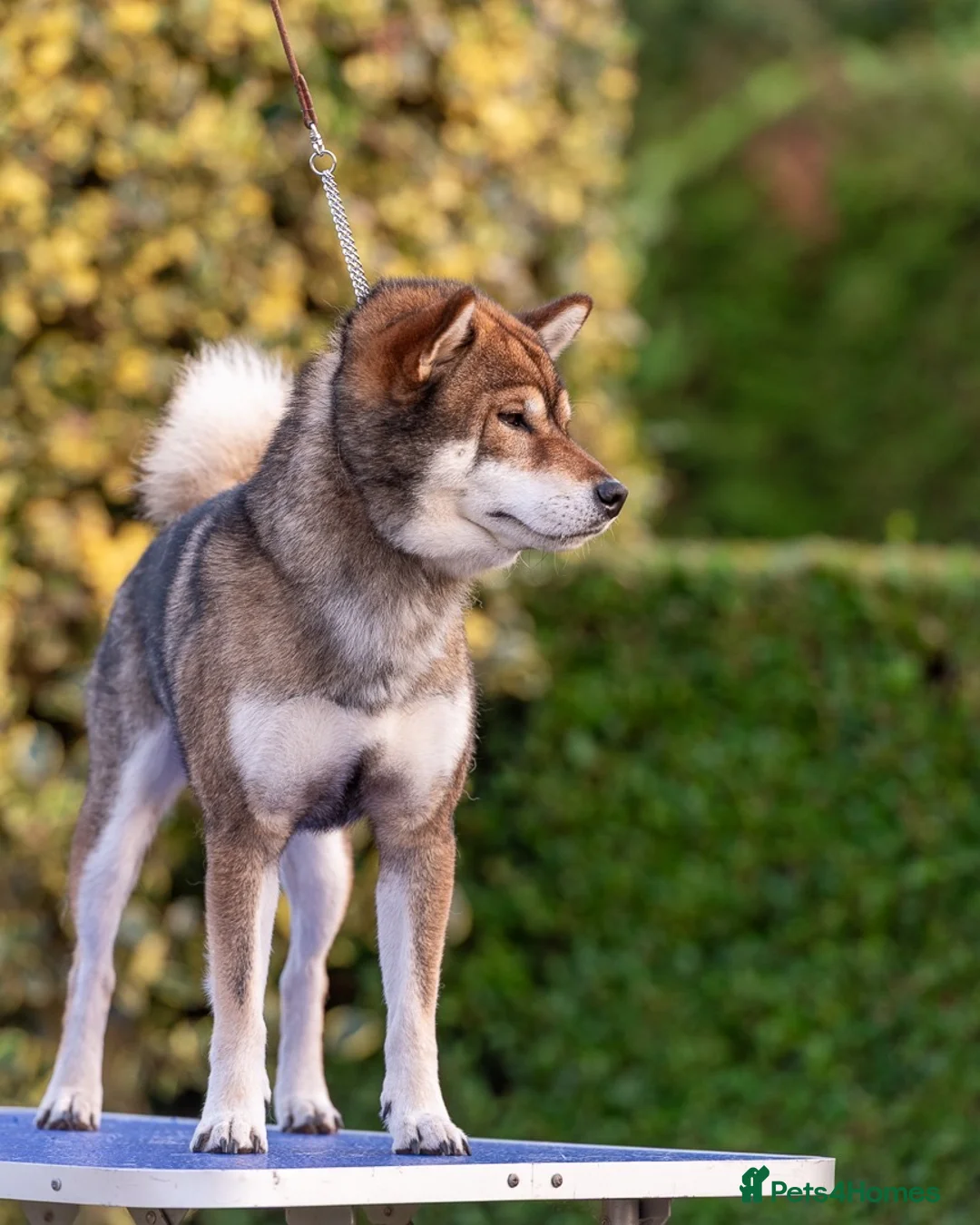 Japanese Shiba Inu dogs for stud: Rare Sesame Shiba | Japanese Bloodlines - Advert 7