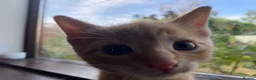 Mixed Breed cats for sale: 🐾 Adorable ginger kittens for sale, Chester 🐾  - Advert 25