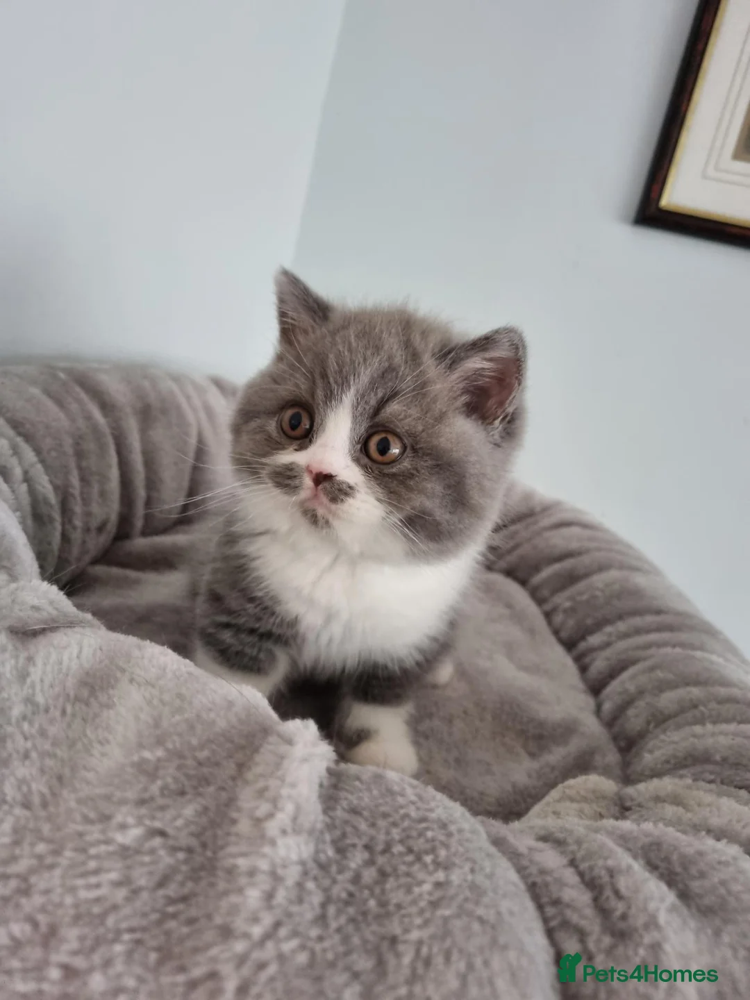 British Shorthair cats for sale: British Shorthair blue and white bi colour  - Advert 2