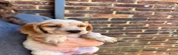 Mixed Breed dogs for sale: ONLY 4 BITCH PUPPIES LEFT - READY NOW - Advert 5