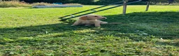 Labrador Retriever dogs for sale: 6 Labrador puppies  - Advert 8