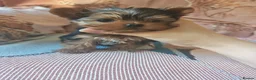 Yorkshire Terrier dogs for sale: The last boy waiting for you - Advert 19