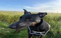 Mixed Breed dogs for sale: 2yr old dobermanX for sale  - Advert 1