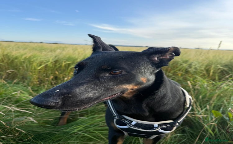 Mixed Breed dogs 2yr old dobermanX for sale  - Advert 1