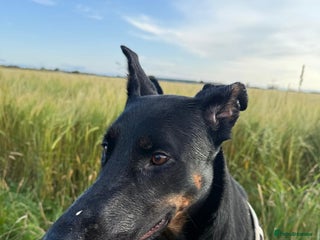 Mixed Breed dogs 2yr old dobermanX for sale - Advert 16