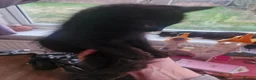 Mixed Breed cats for sale: Black cats  - Advert 11