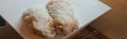 Guinea Pig rodents for sale: Pair of baby sheltie boys - Advert 8