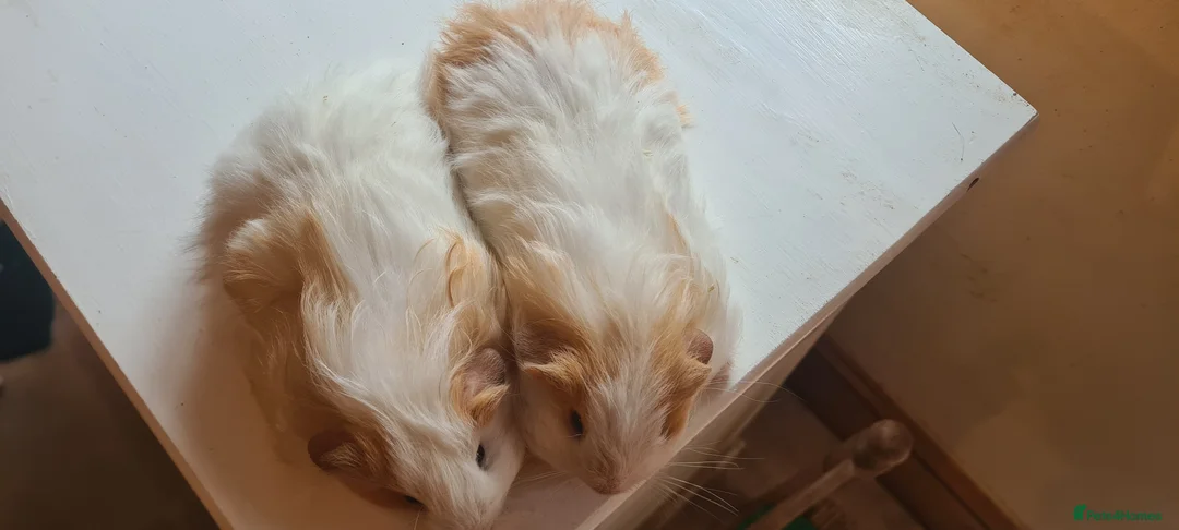 Guinea Pig rodents for sale: Pair of baby sheltie boys - Advert 8