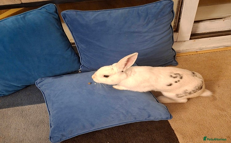 New Zealand rabbits - Advert 1