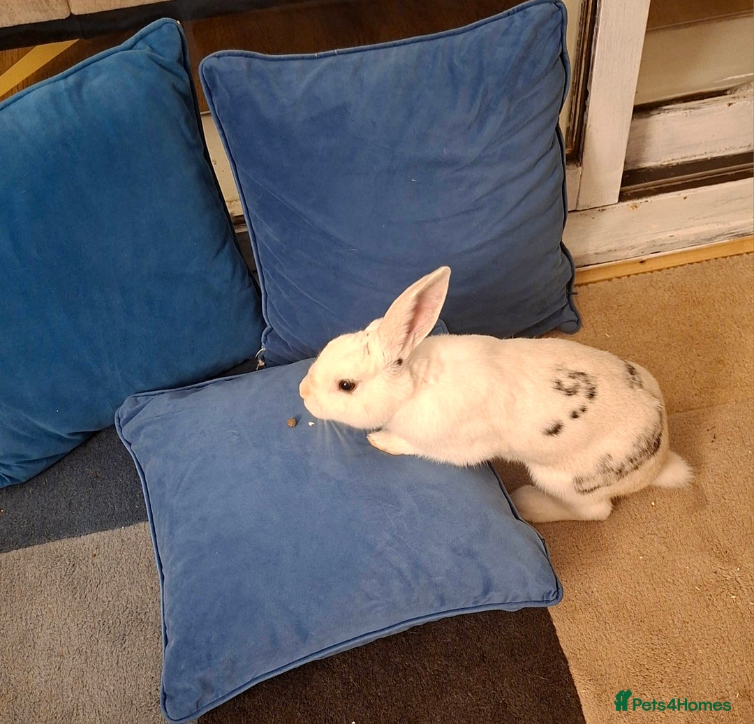 New Zealand rabbits for sale: Rabbit White Rabbits 🐇 - Image 1
