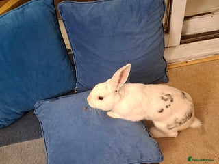 New Zealand rabbits - Advert 11