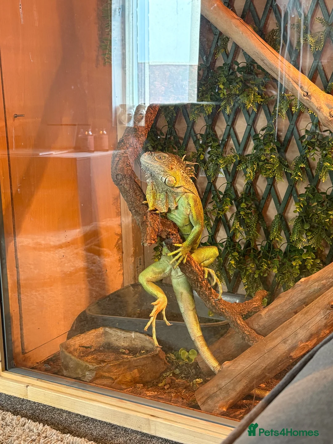 Iguana reptiles for sale: Male iguana  in Hull - Advert 2