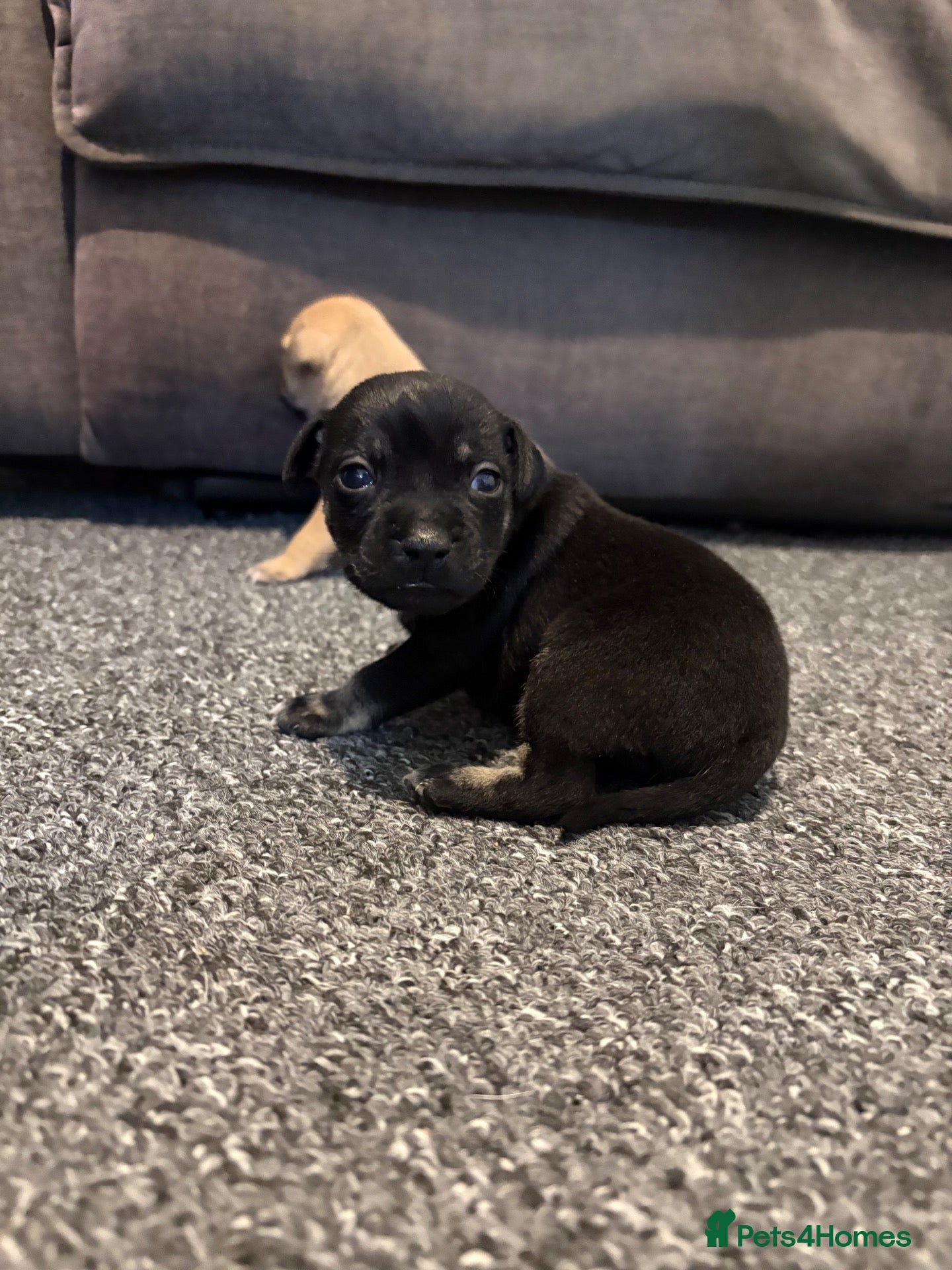 Mixed Breed dogs Staffy X Jackrussell Puppies  - Advert 5