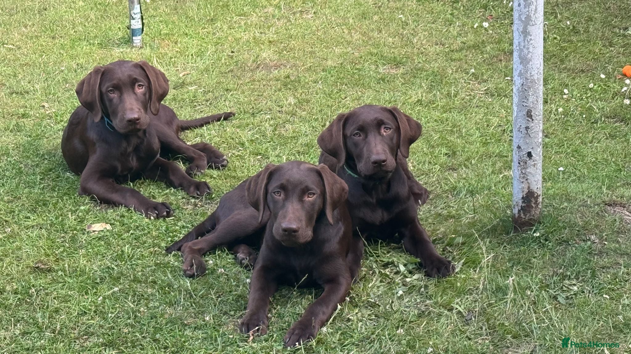 Labrador Retriever dogs FULLY VACCINATED & DEWORMED - Advert 1