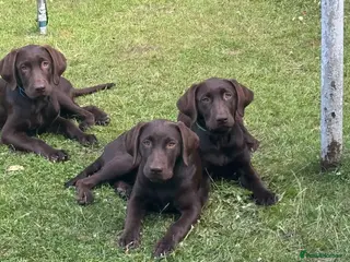 Labrador Retriever dogs FULLY VACCINATED & DEWORMED - Advert 1