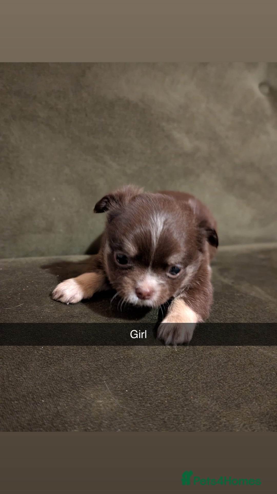 Chihuahua dogs for sale: ONLY 3 BOYS LEFT! pedigree chihuahua puppies - Advert 5