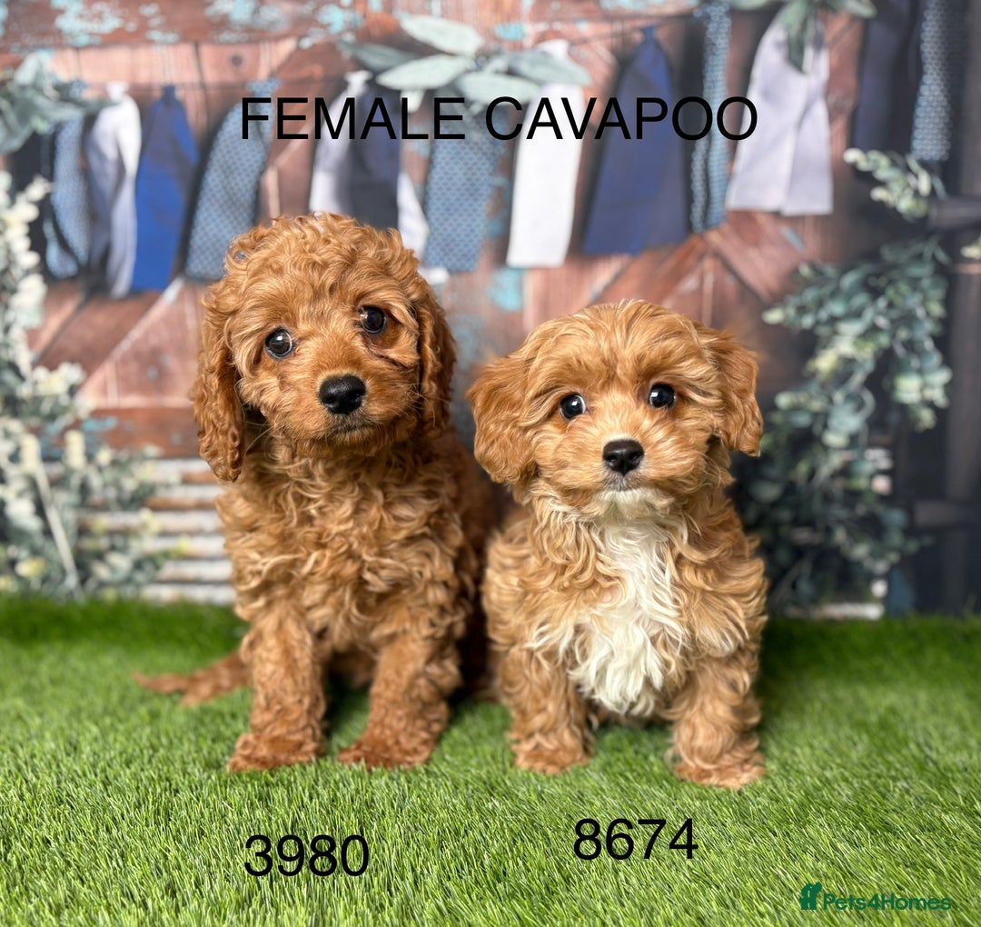 Cavapoo dogs for sale: Stunning cavapoo pups by licensed breeder - Advert 1