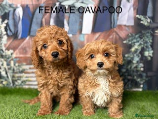 Cavapoo dogs Stunning cavapoo pups by licensed breeder - Advert 1
