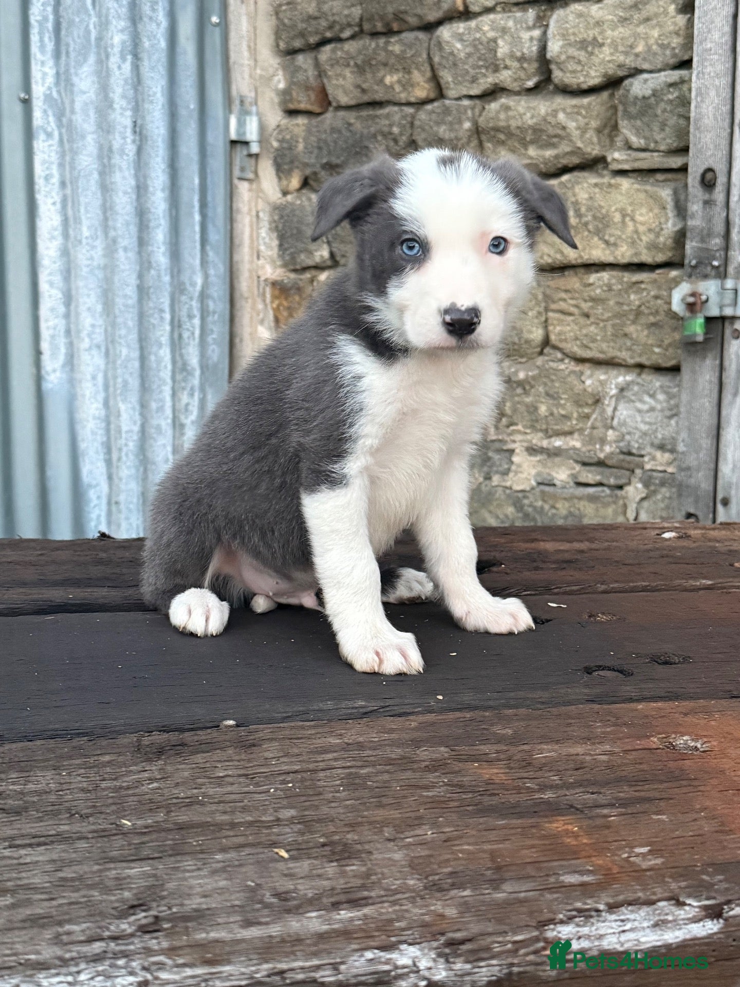 Border Collie dogs Stunning Blue & white / black & white pups - Advert 1