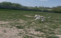 Mixed Breed dogs for sale: Greyhound cross border collie  - Image 1