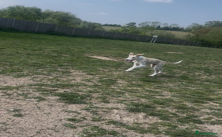 Mixed Breed dogs - Advert 1