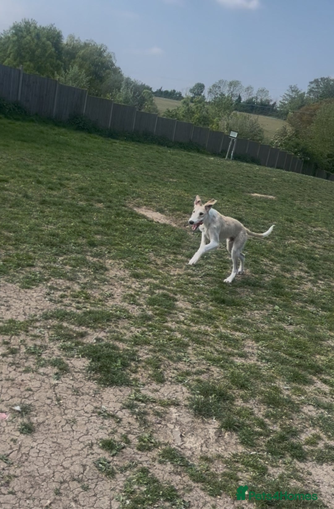 Mixed Breed dogs for sale: Greyhound cross border collie  - Image 1