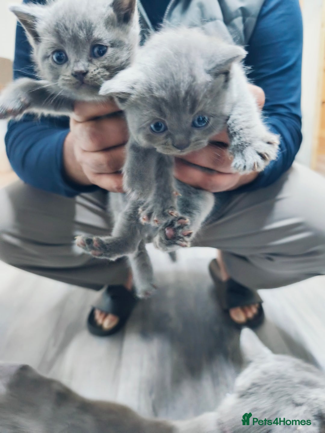 British Shorthair cats for sale: British short hair kittens - Advert 11